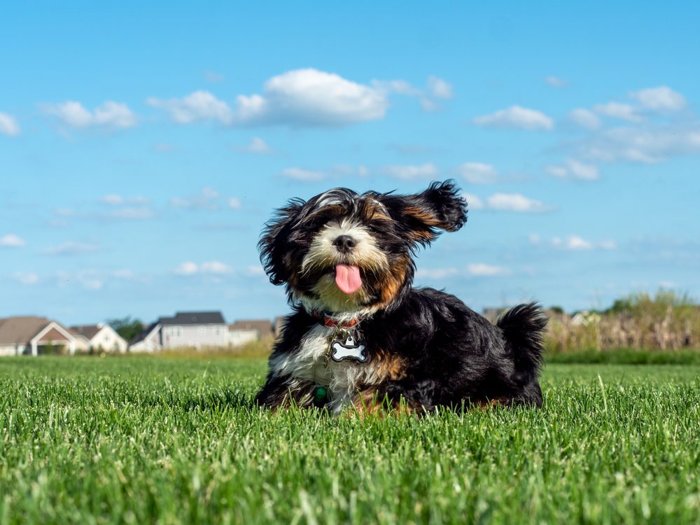 Maltese,Shih,Tzu,Dog,At,Play,In,Yard