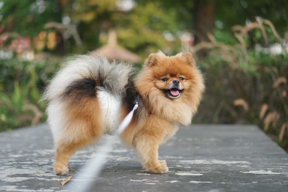 Happy,Pomeranian,Dog,Standing,With,Leash,On.