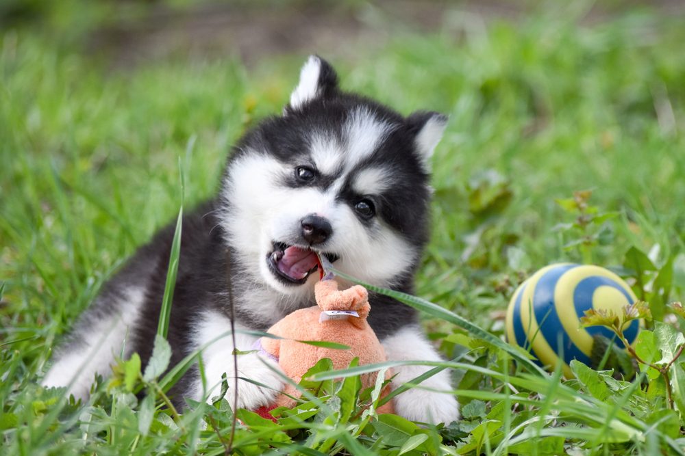 siberian husky puppy playing with toys
