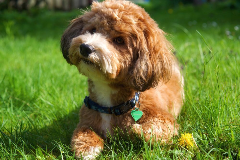 Red,Cute,Havanese,Dog,Playing,In,The,Garden