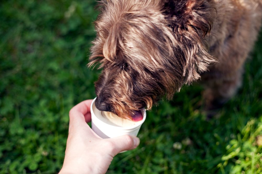 cairn terrier eating from a cup