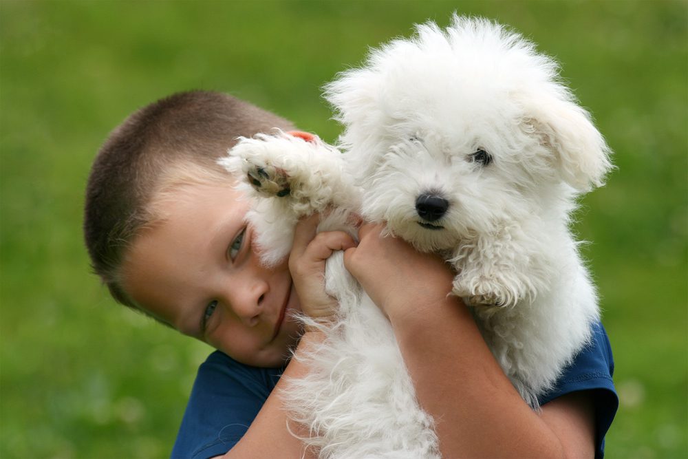 boy holding bichon frise puppy