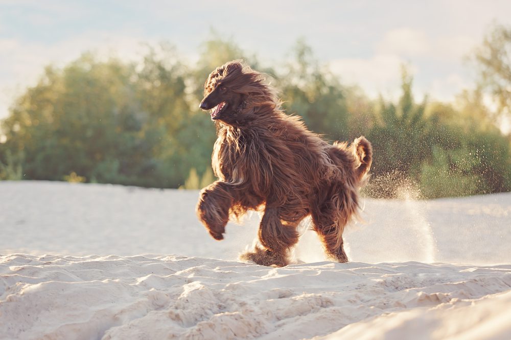 afghan hound running in snow