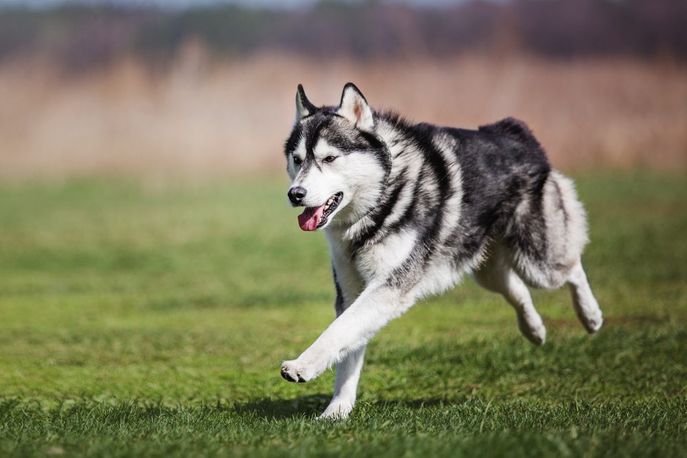 siberian husky running in field
