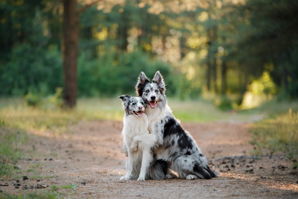 two border collies hugging each other
