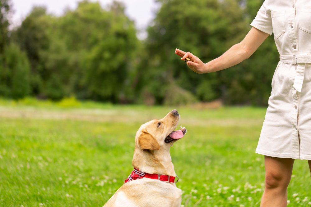 person giving treat to a dog