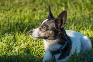 A rat terrier chihuahua mix sitting outdoors.