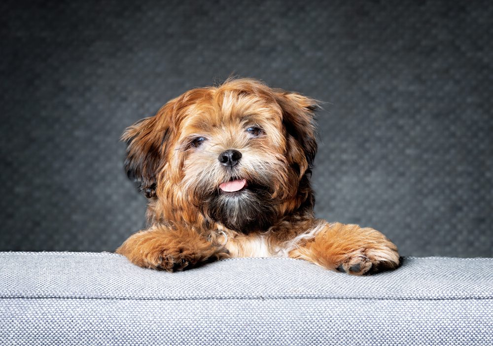 Teddy,Bear,Puppy,Looking,At,Camera,,While,Standing,On,Sofa.
