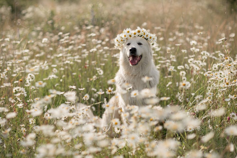 A maremma sheepdog in daisy field.