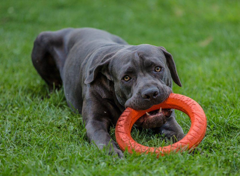 A cane corso puppy playing with a red rubber toy.
