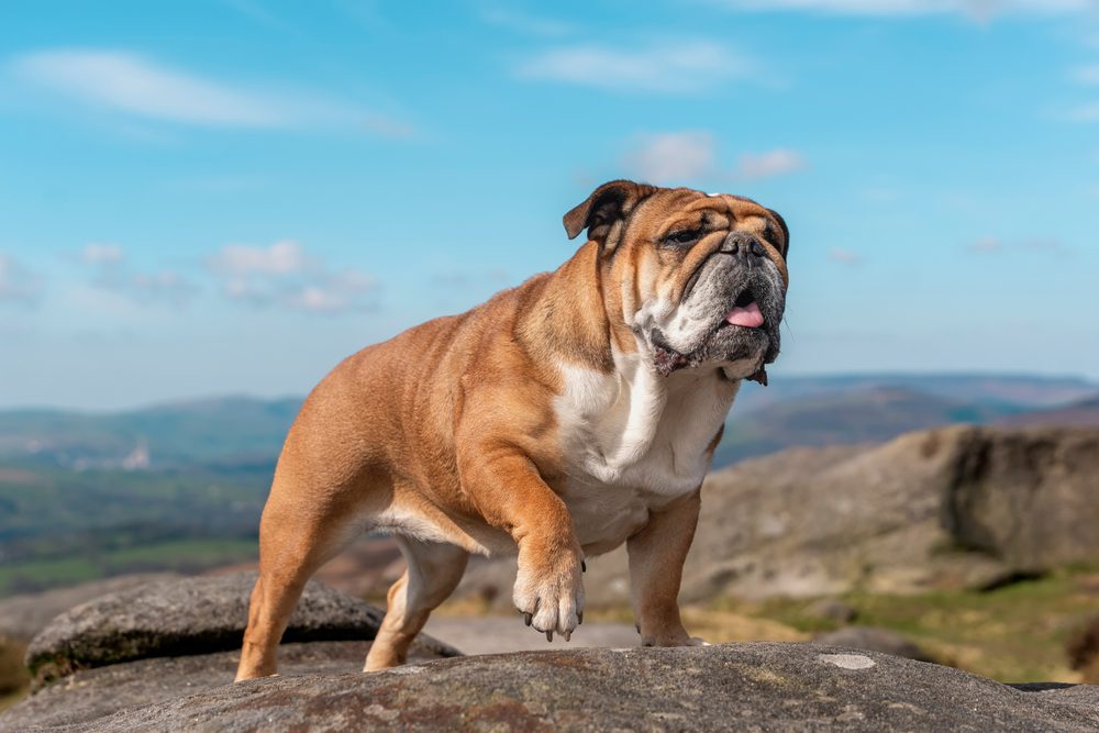 An English bulldog on a rocky outcropping with one paw up.