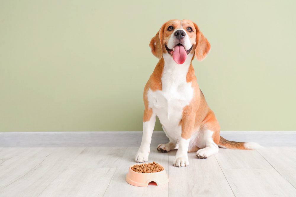 An adult beagle sitting next to a food bowl, waiting to be fed.