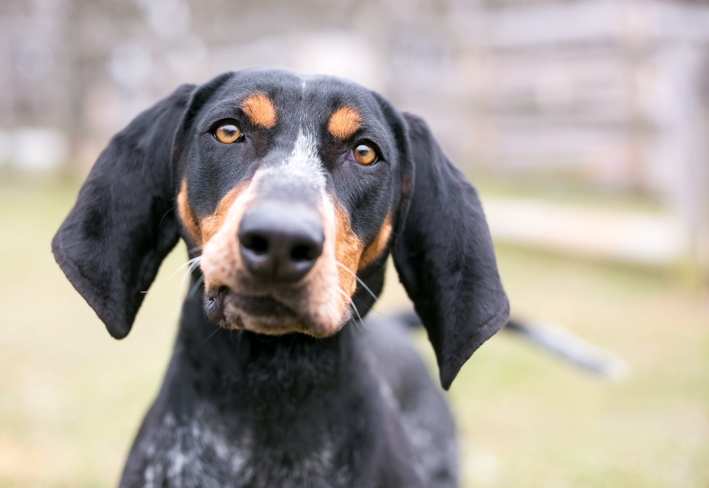 A Bluetick Coonhound dog outdoors listening with a head tilt