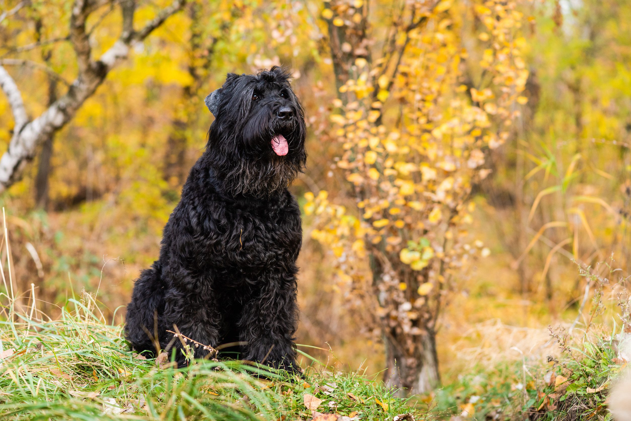 Portrait of dog with foliage bokeh background.