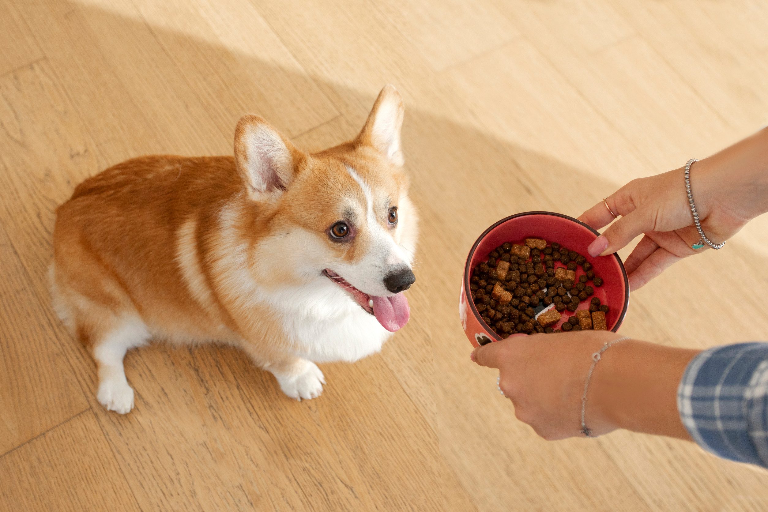 Loving caring woman owner feeding her Welsh Corgi dog in cozy kitchen interior, above view. Healthy dog food nutritive full of vitamins and minerals