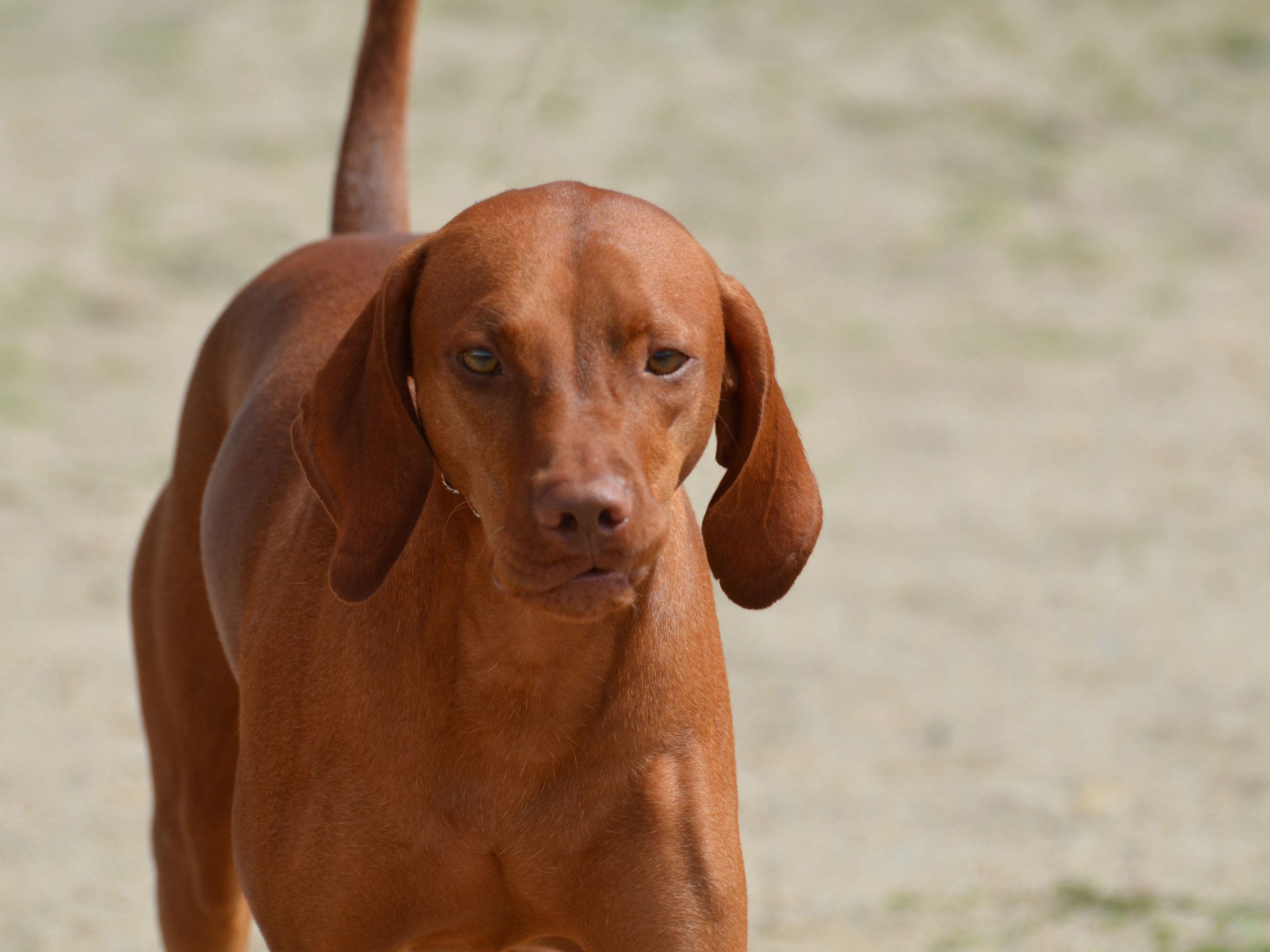 Cute Redbone Coonhound