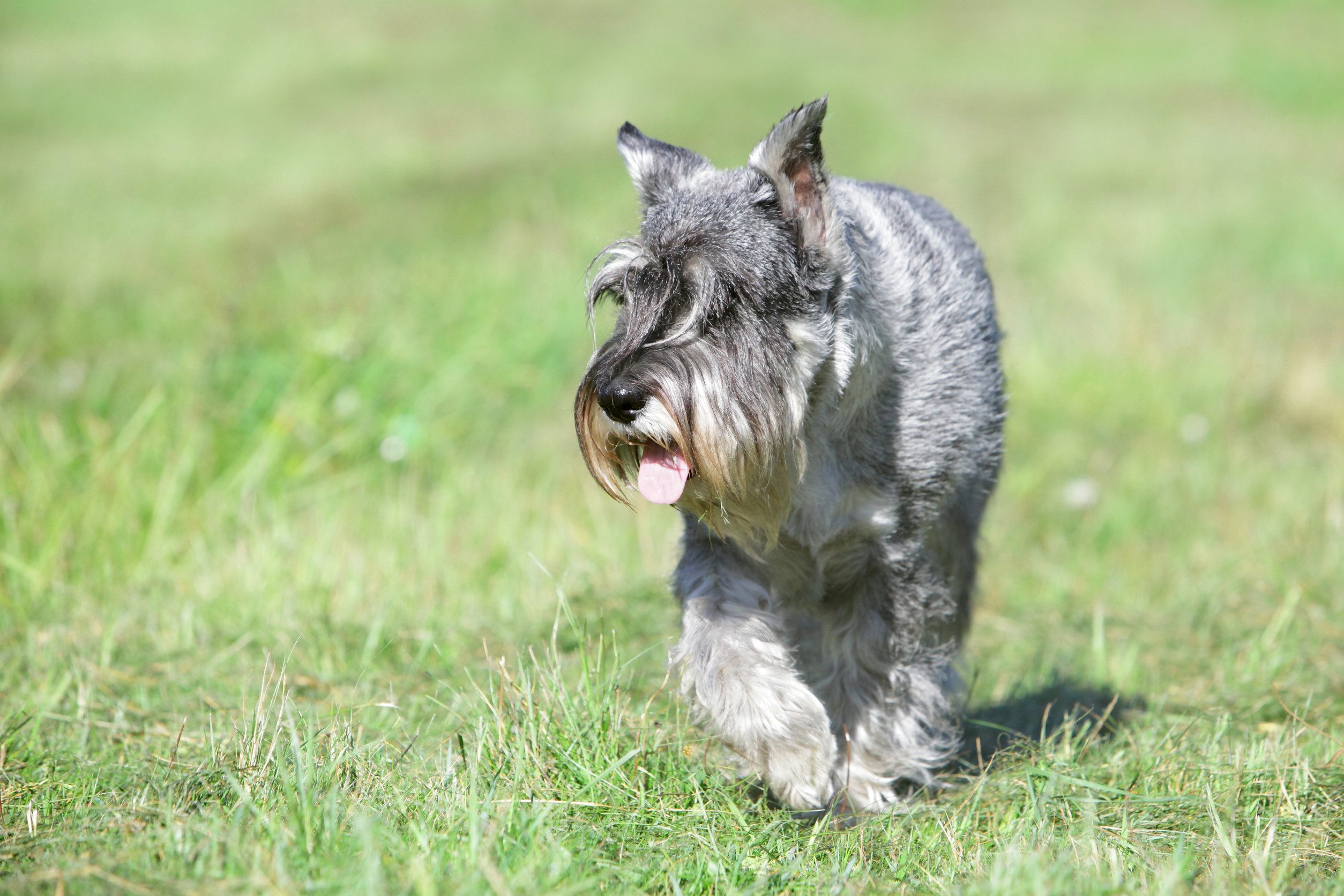 Schnauzer running