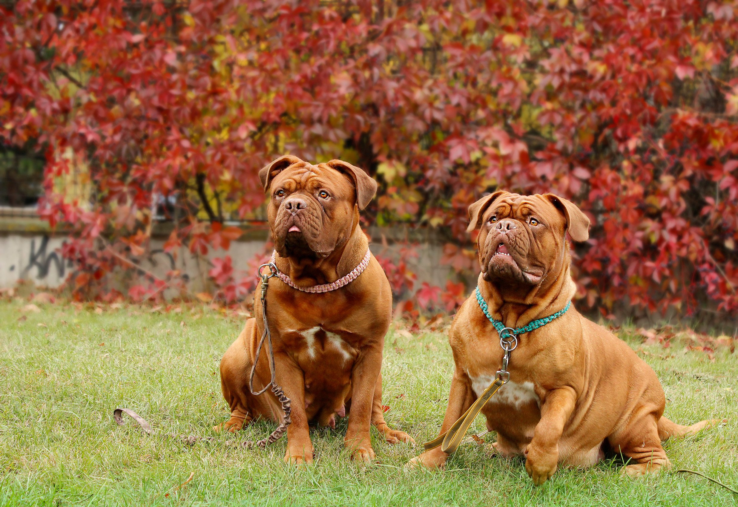 Dog Dogue de Bordeaux – Perfect specimen