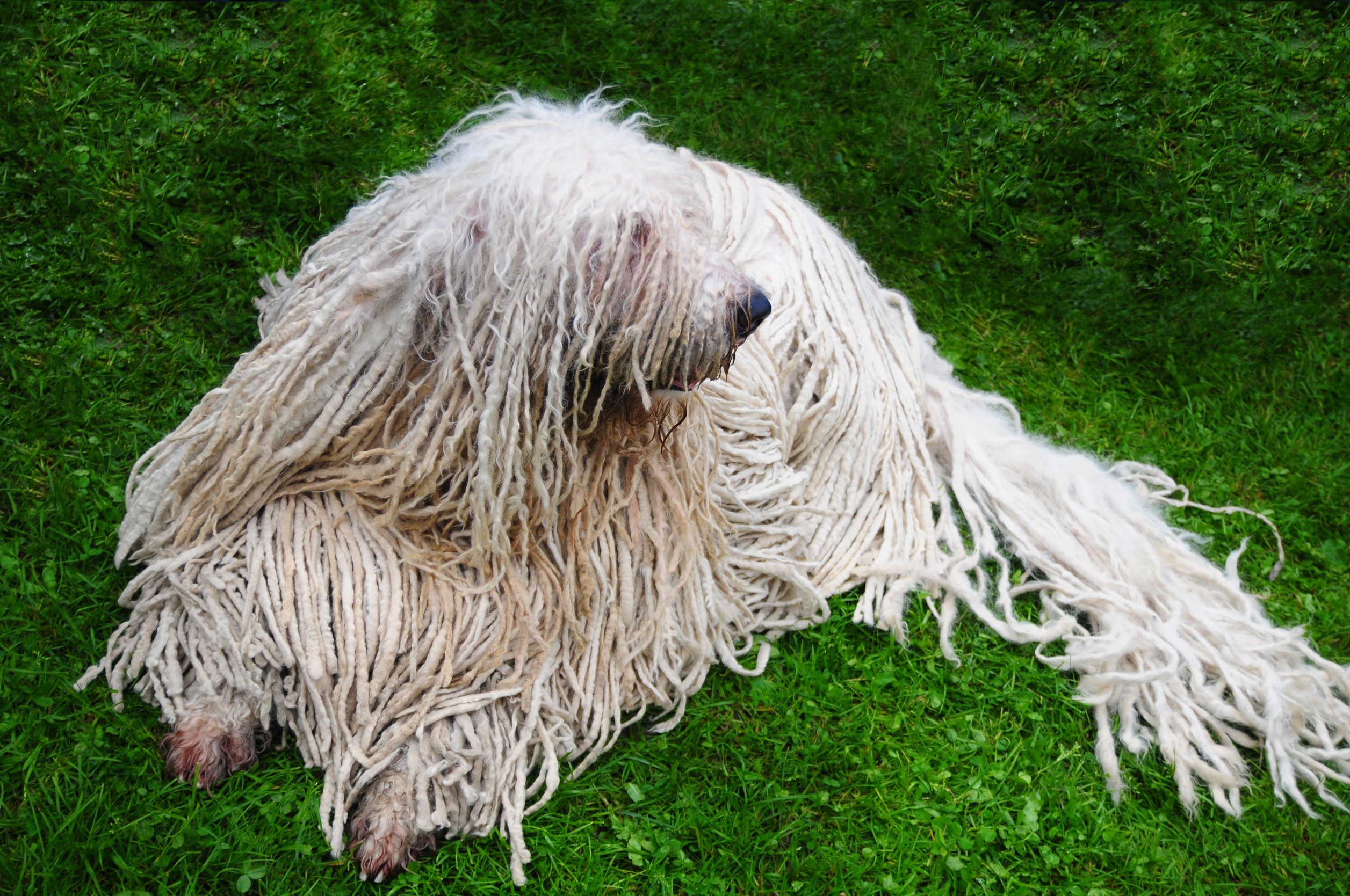 Komondor – a Hungarian sheep-dog
