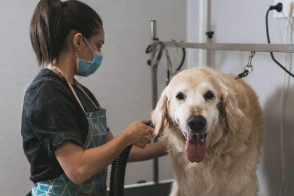 A professional dog groomer grooming a golden retriever with one of the best brushes for golden retrievers.