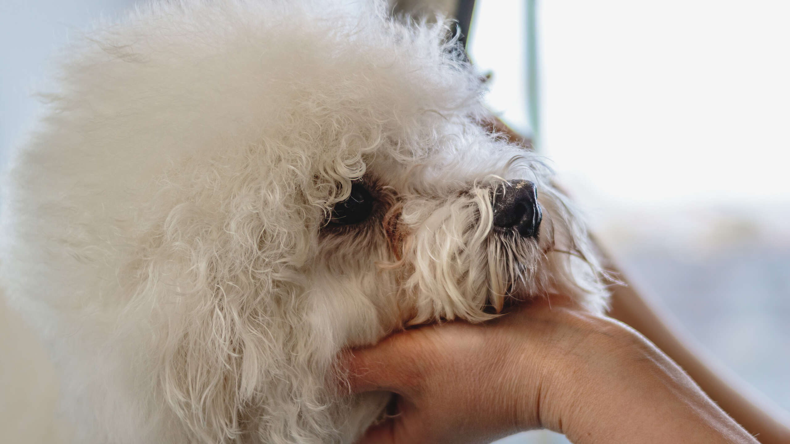 Dog grooming and getting professional service at pet salon by groomer