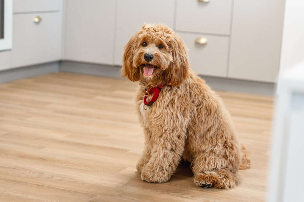 A goldendoodle sitting on a wooden floor.