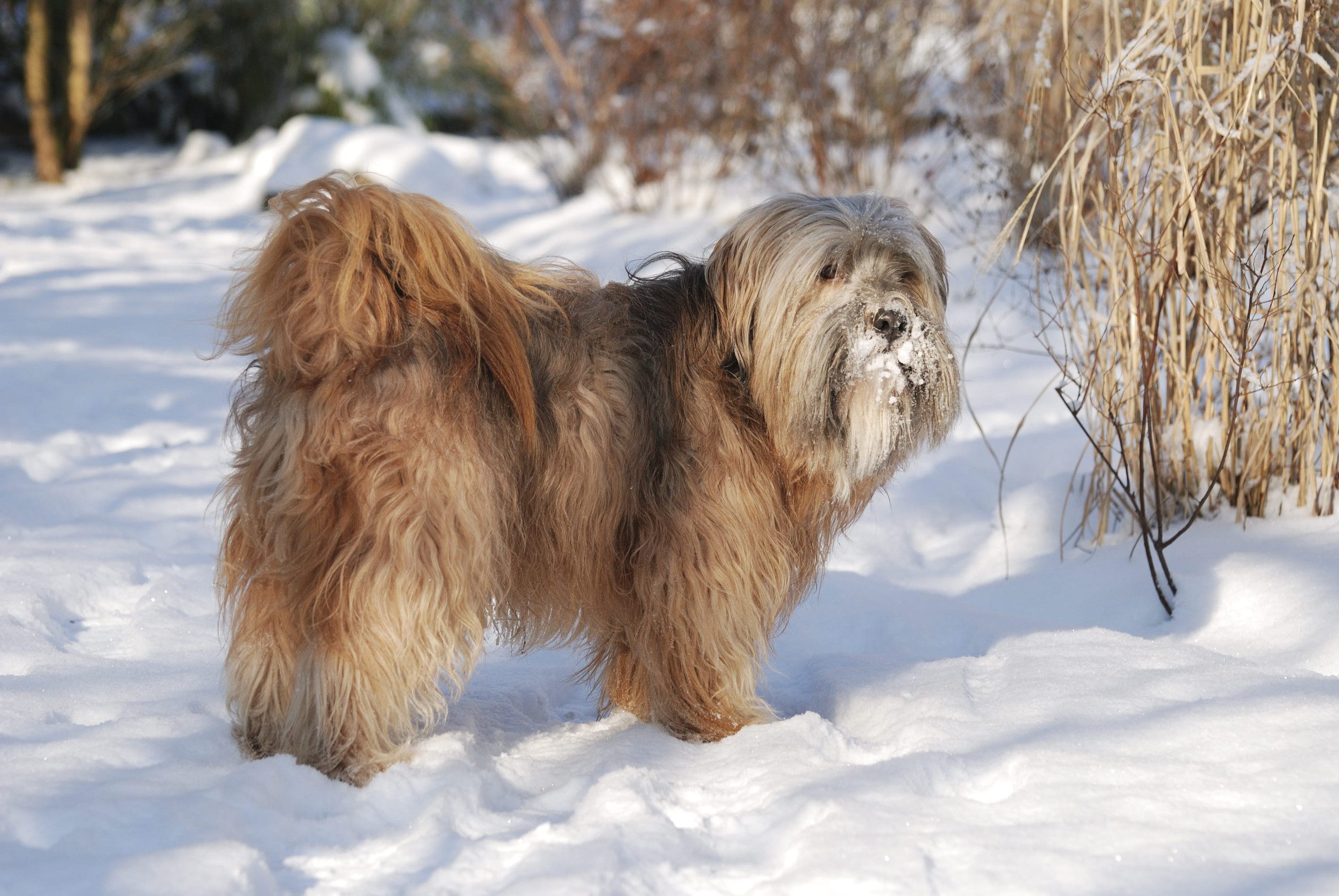 Male tibetan terrier in the snow