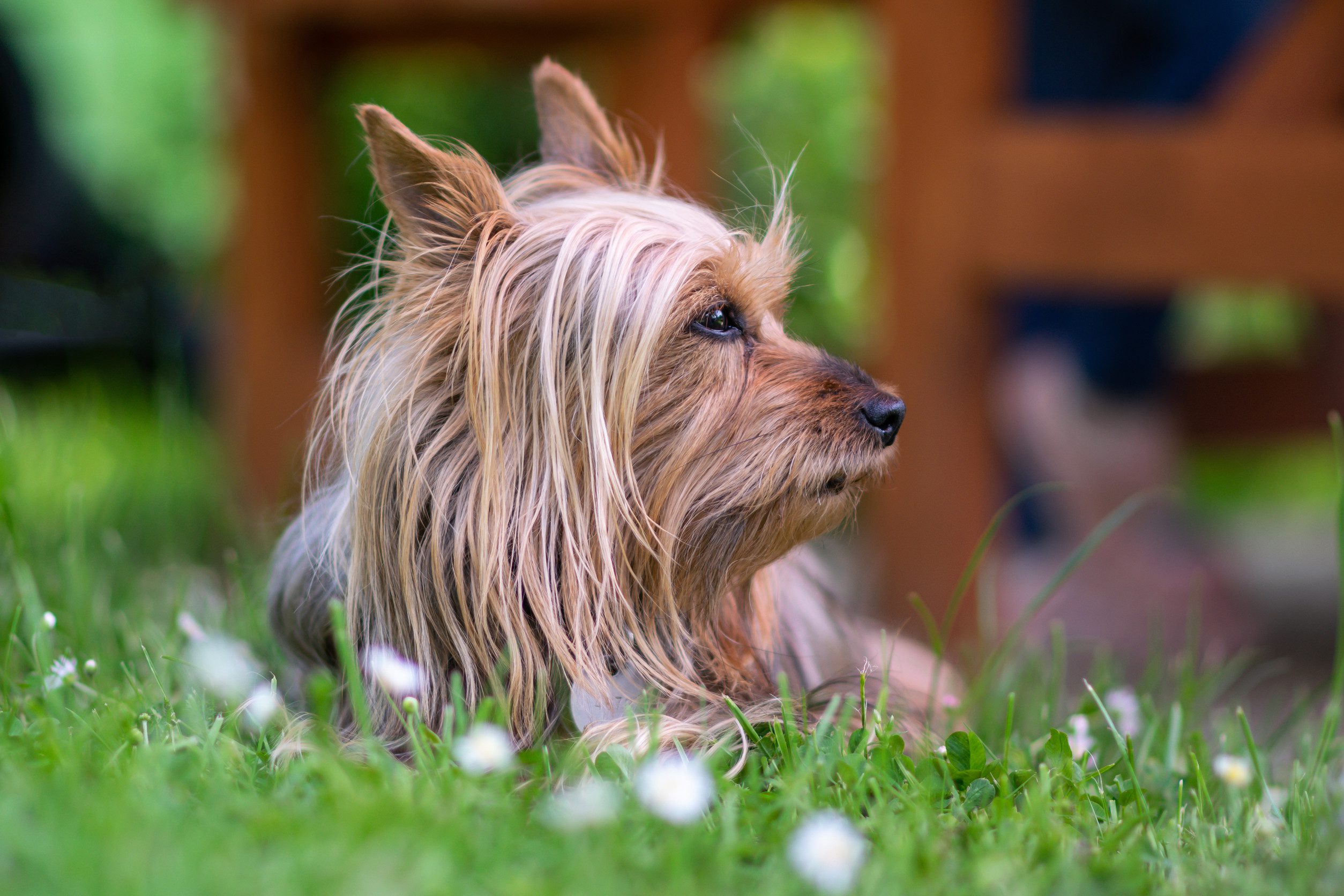 Australian Silky Terrier outdoors on green grass in the garden