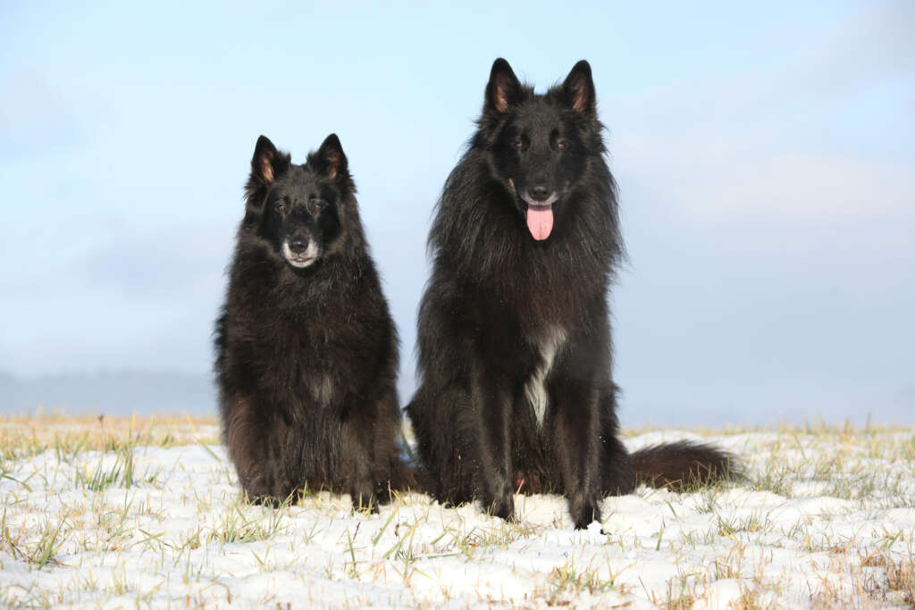 Two Groenendaels sitting together on snowy ground with a clear sky behind them.