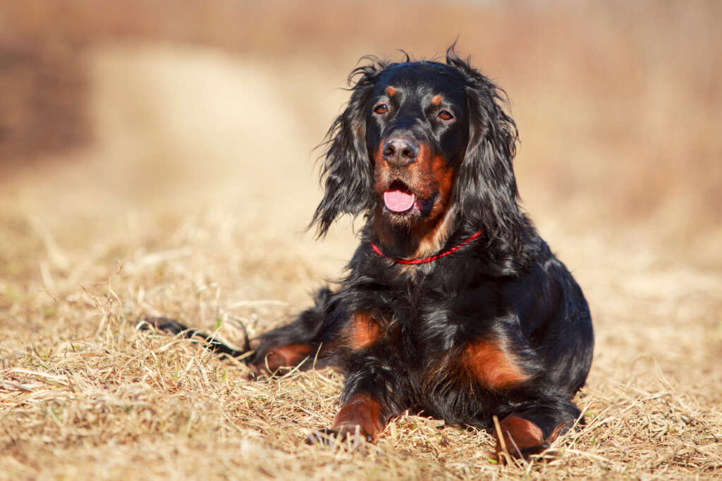 A Gordon setter with a glossy black-and-tan coat sitting in a park.