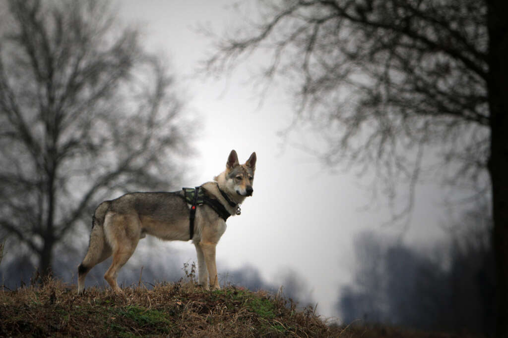 A Czechoslovakian wolfdog standing alert on a grassy hill with bare trees in the background.