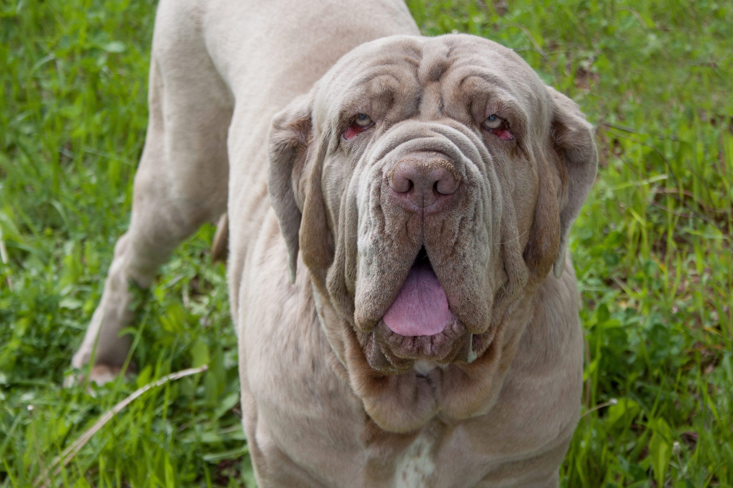 Adult neapolitan mastiff close up. Pet animals.