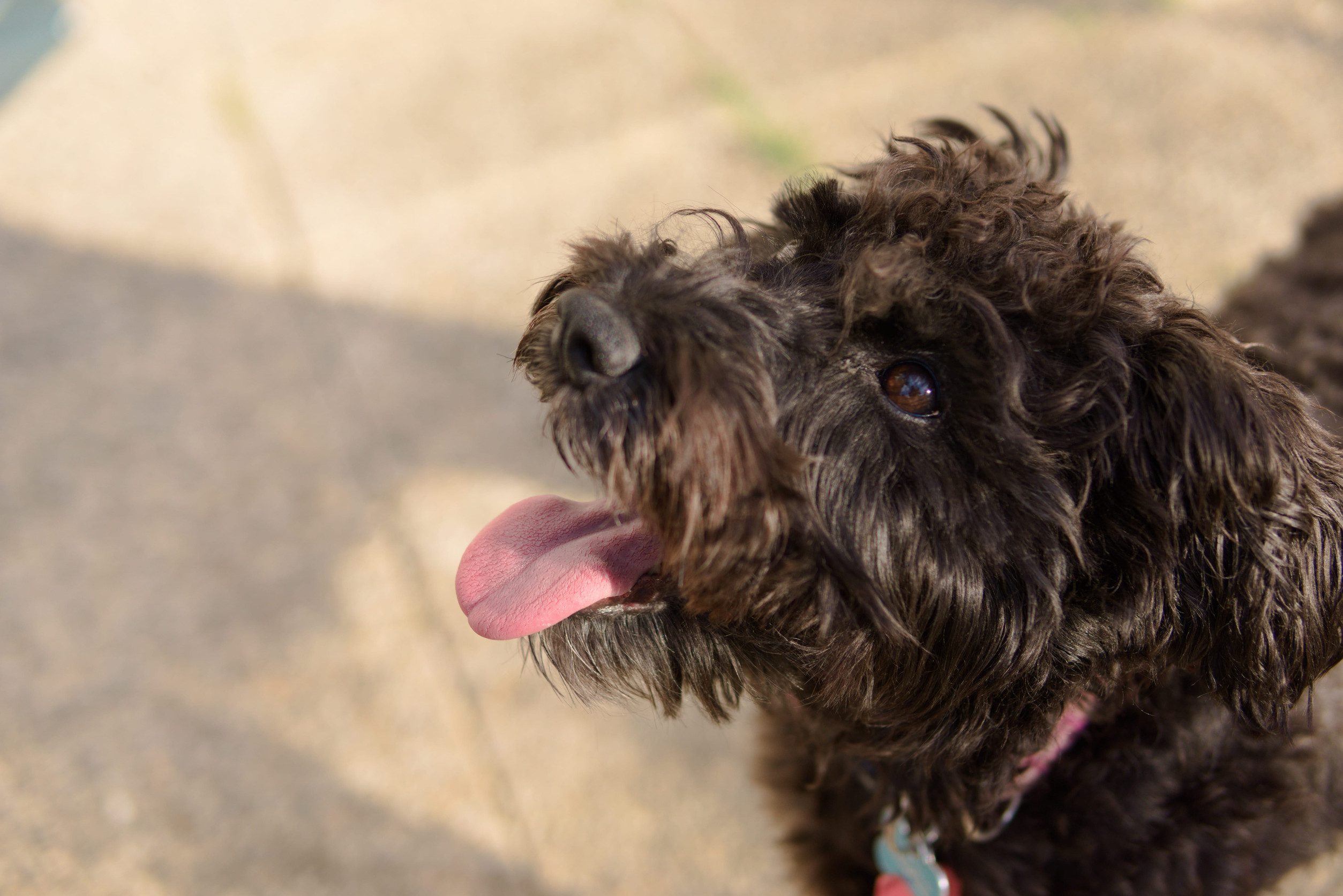 A brown schnoodle looking up with a warm, happy, and loving expression.