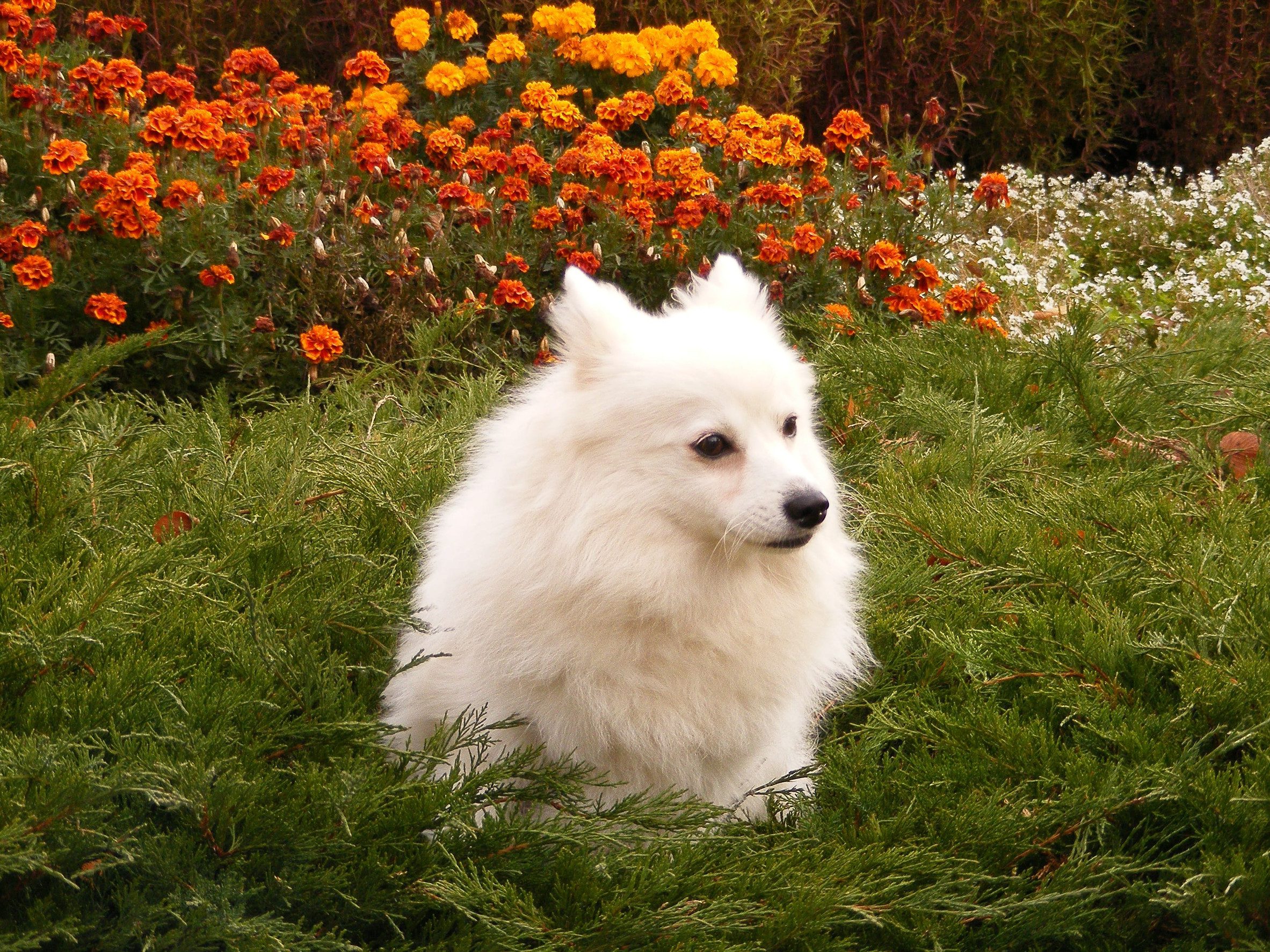 A cute white Japanese spitz dog lying among green vegetation, with beautiful fall-hued flowers blooming around them.