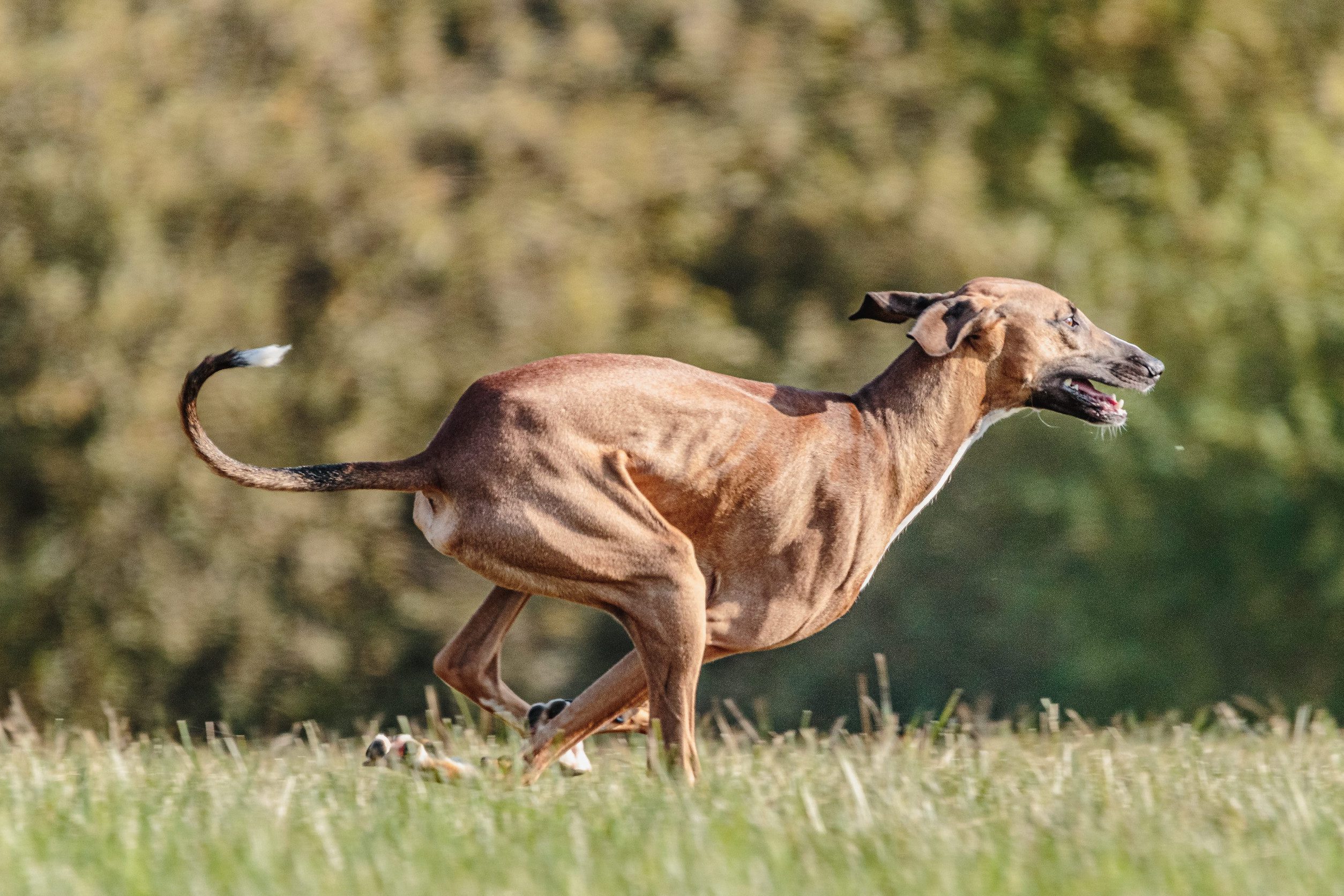 Azawakh dog running in the field on lure coursing competition
