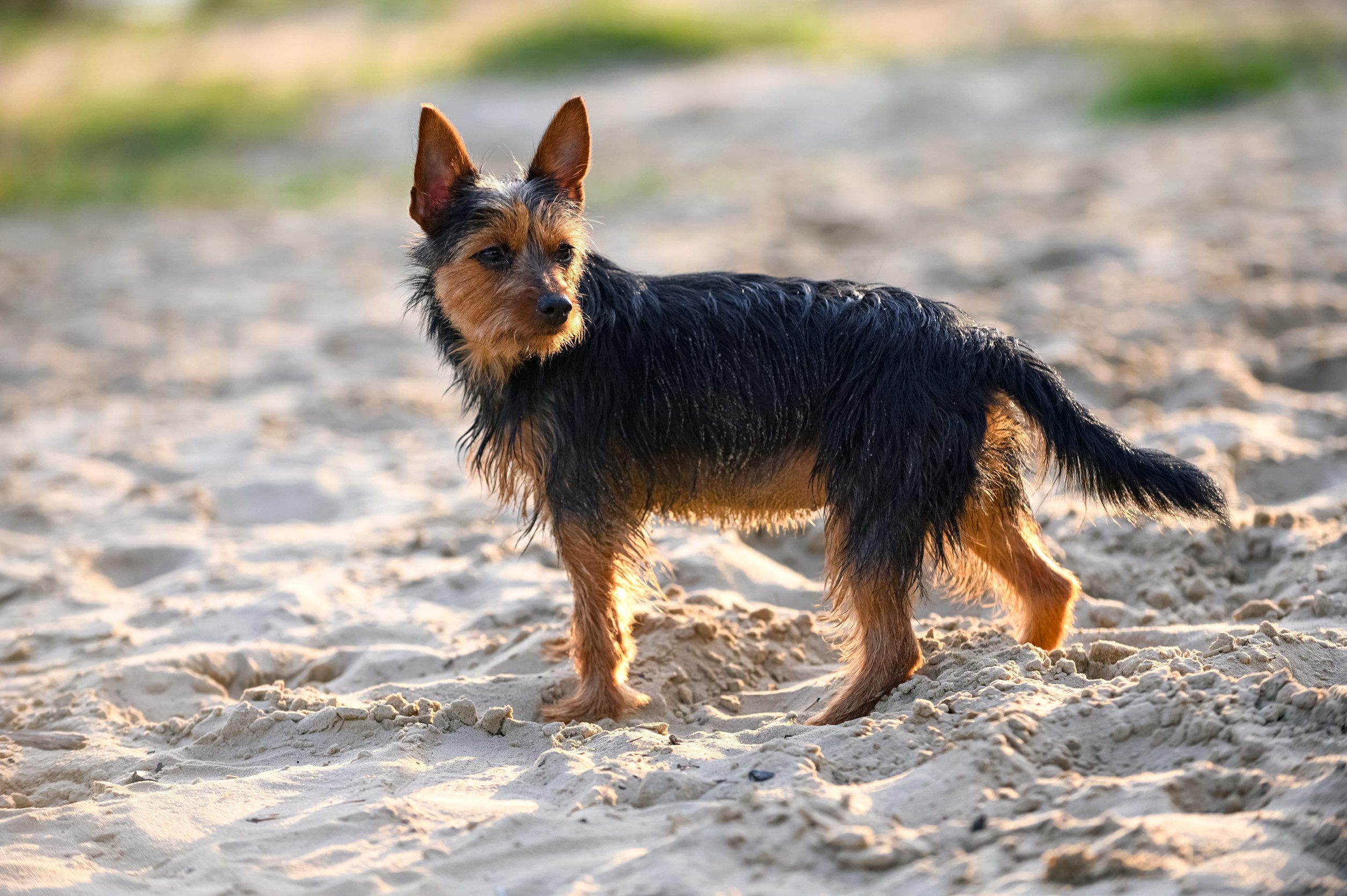 black and tan Australian terrier dog standing in sunset rays on beach sand