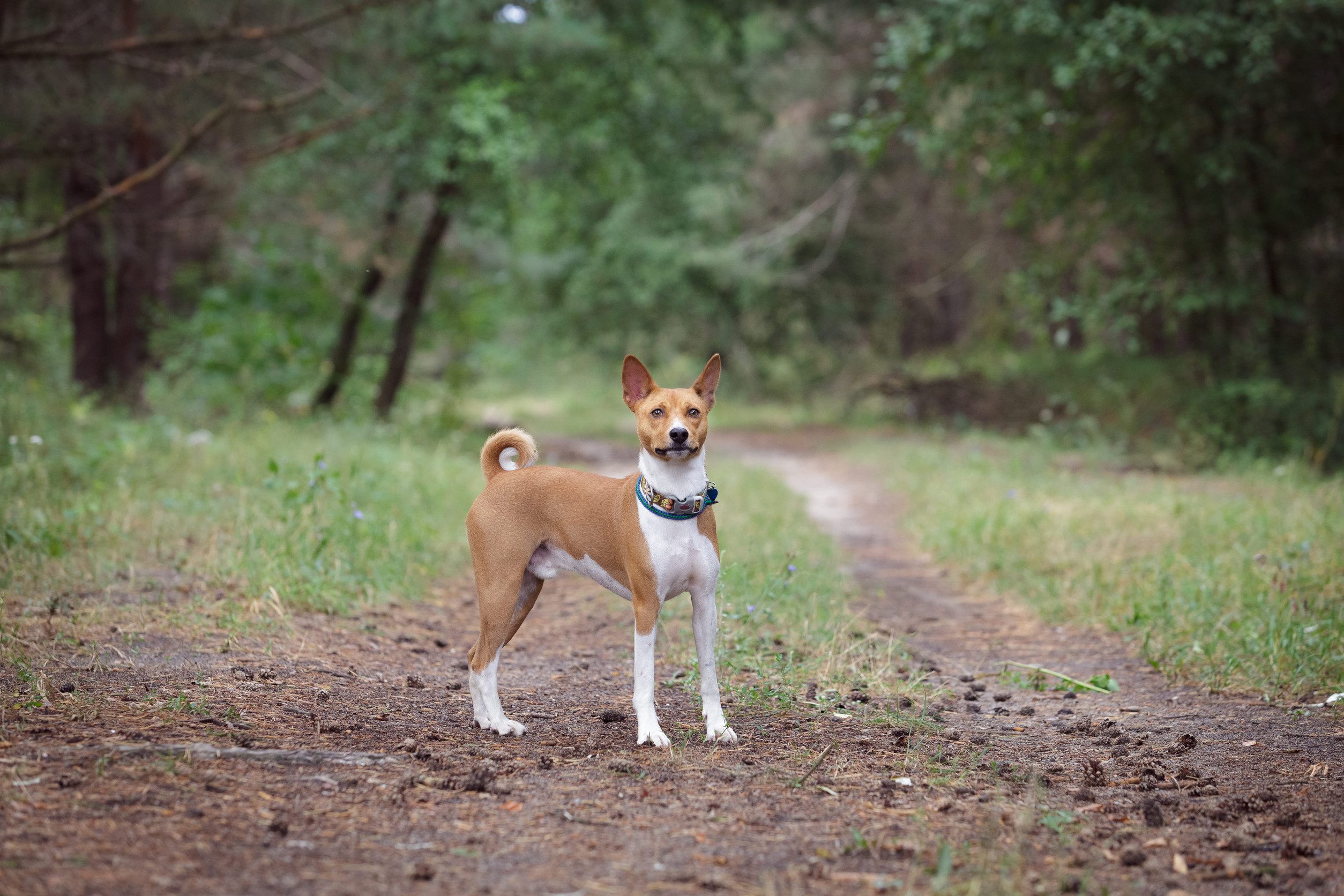 A Canaan dog poses on a trail.