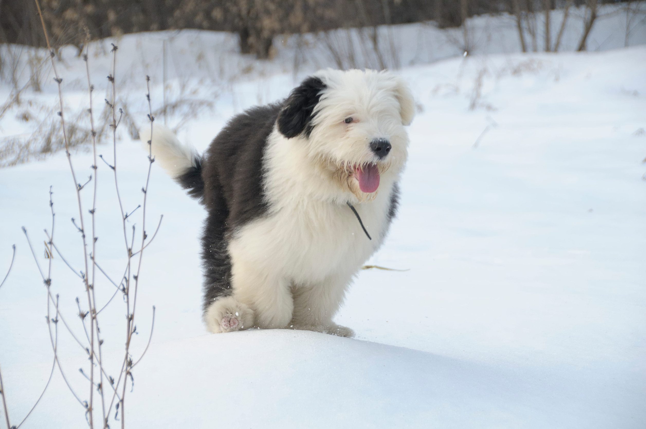 Young bobtail playing in the snow. AdobeRGB