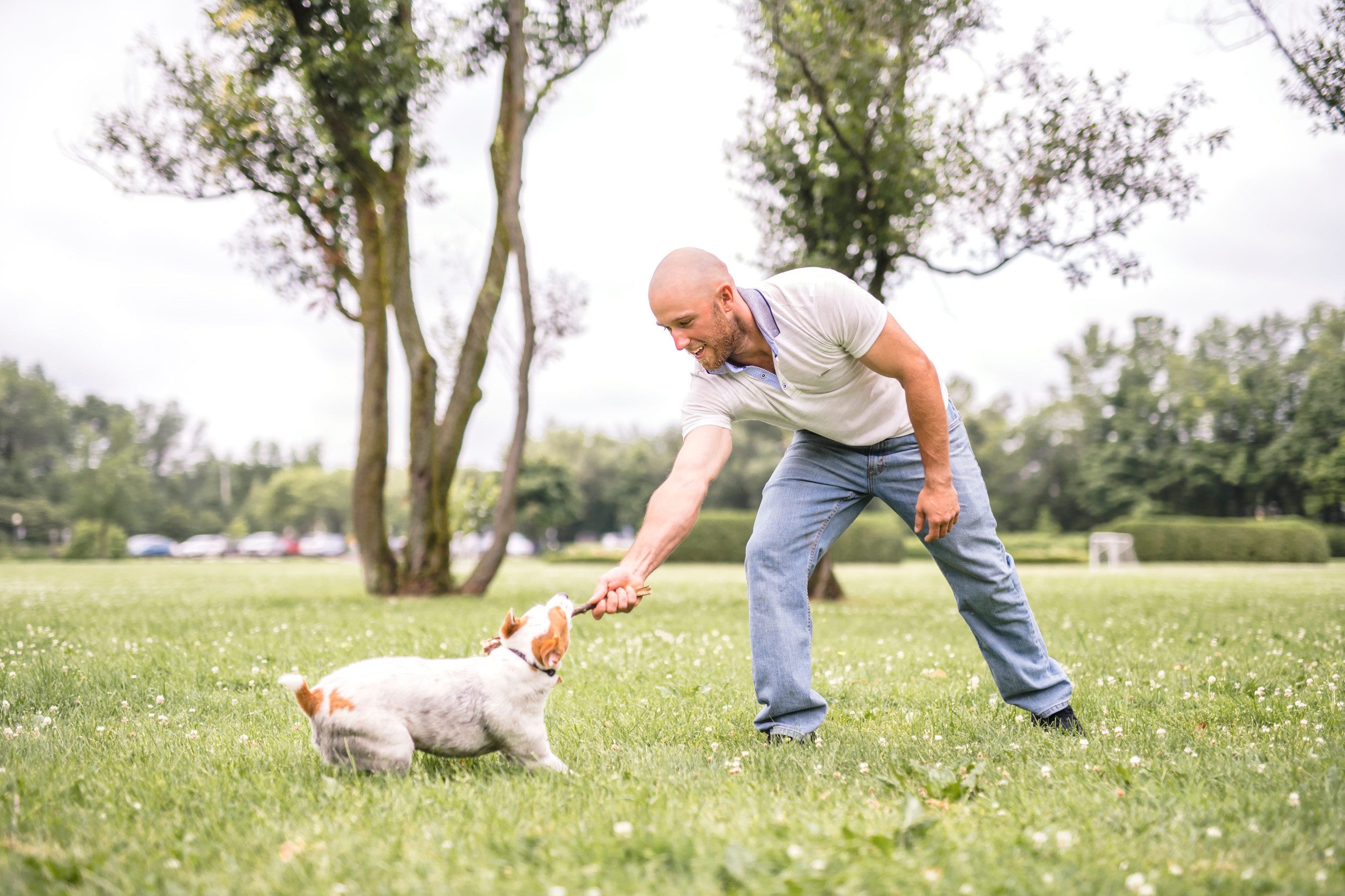 Man play with his Beagle dog on a field at summer time