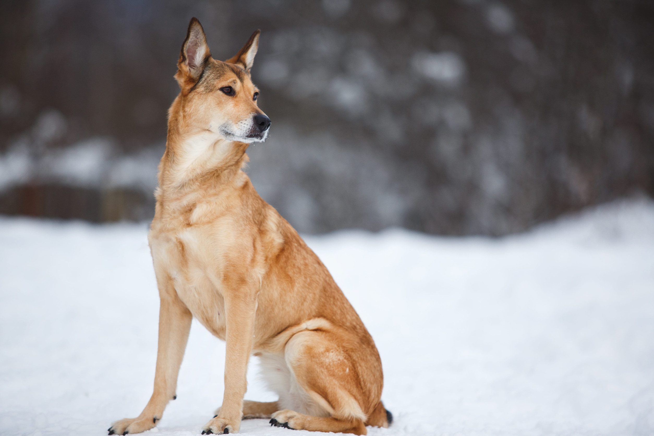 An American dingo sitting in the snow.