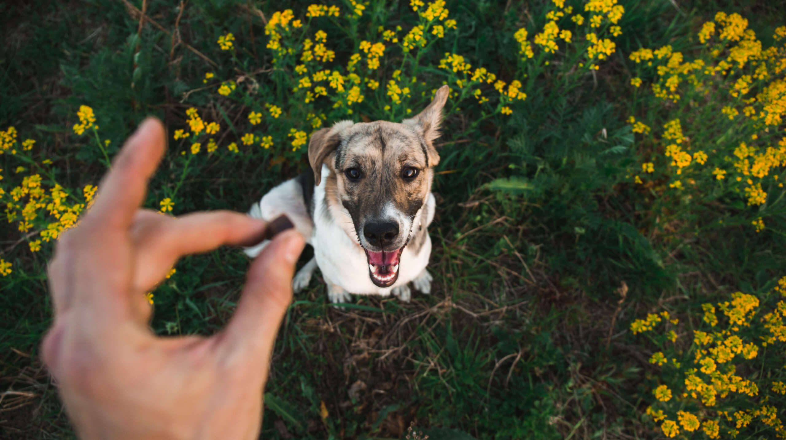 Someone doing Dog Training Morgantown WV