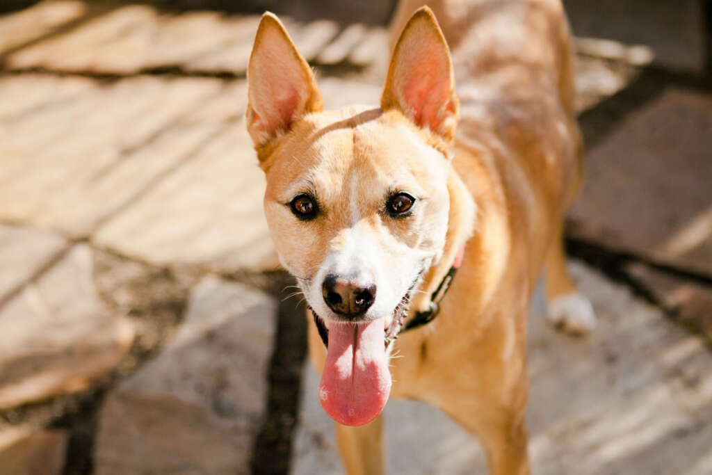 An American dingo smiles up at the camera.