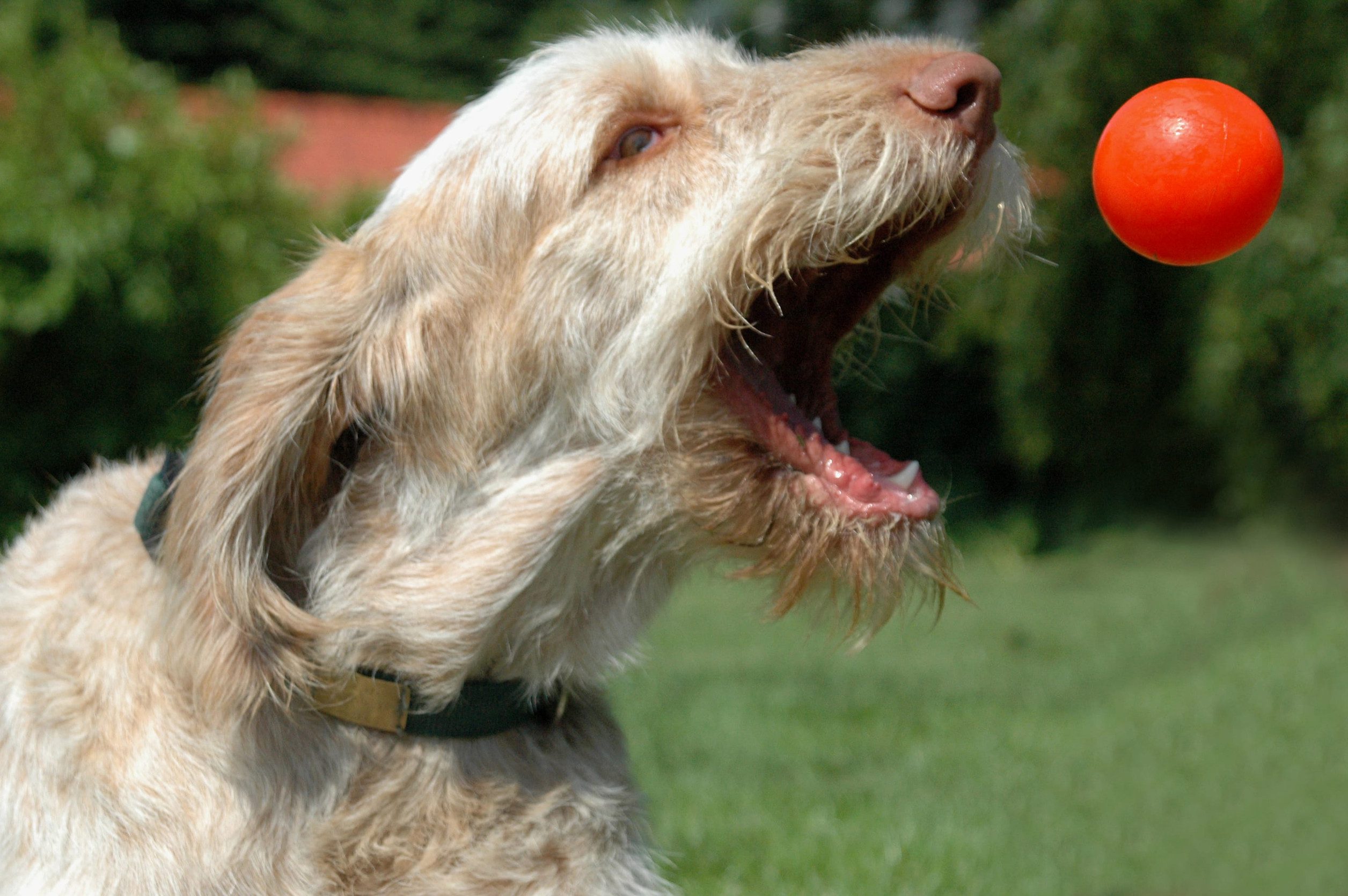 A spinone Italiano catching a red ball mid-air in a park.