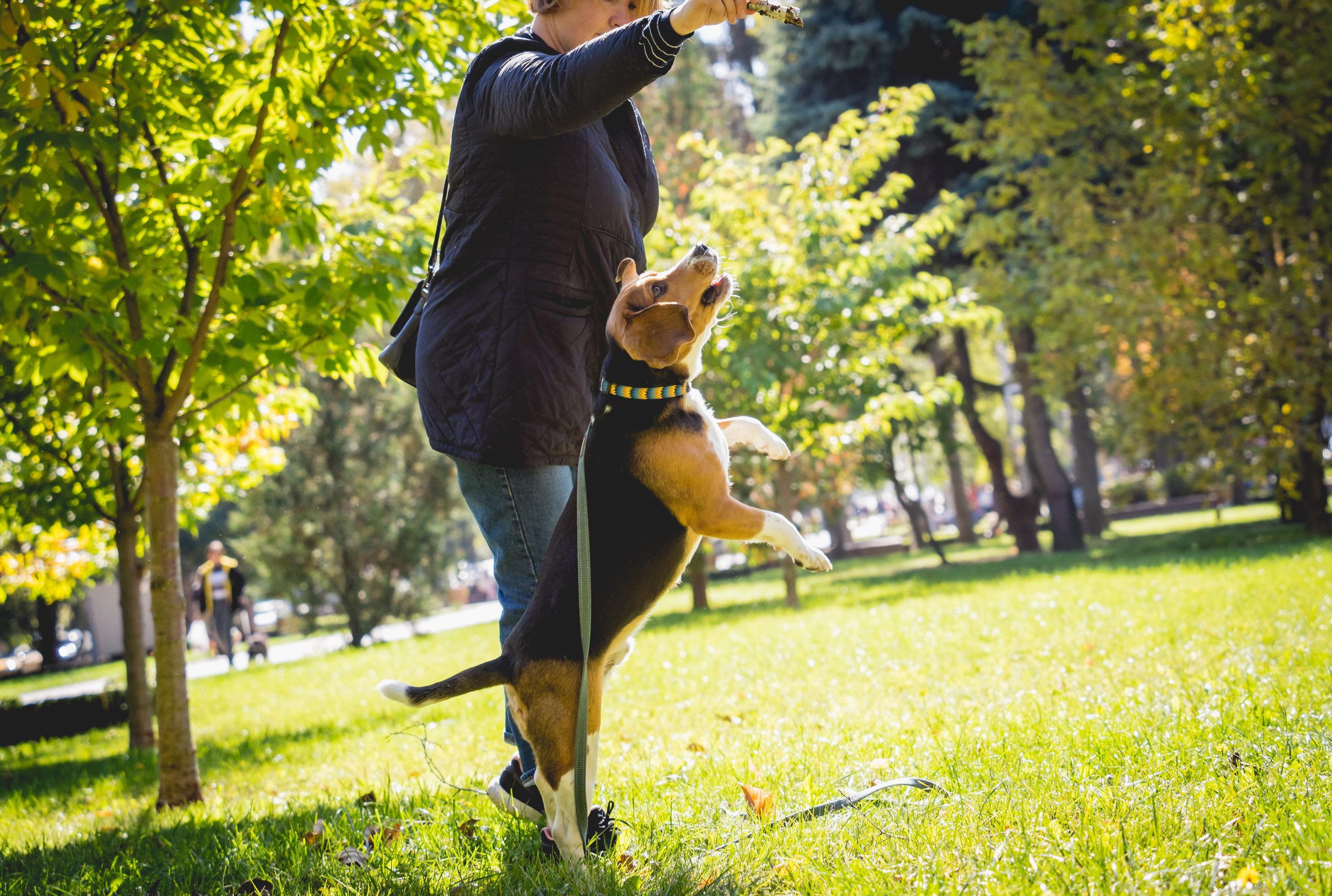 The owner trains the beagle dog in the park.