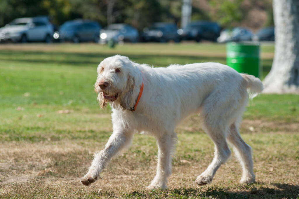 A spinone Italiano with an orange collar walking in a park.