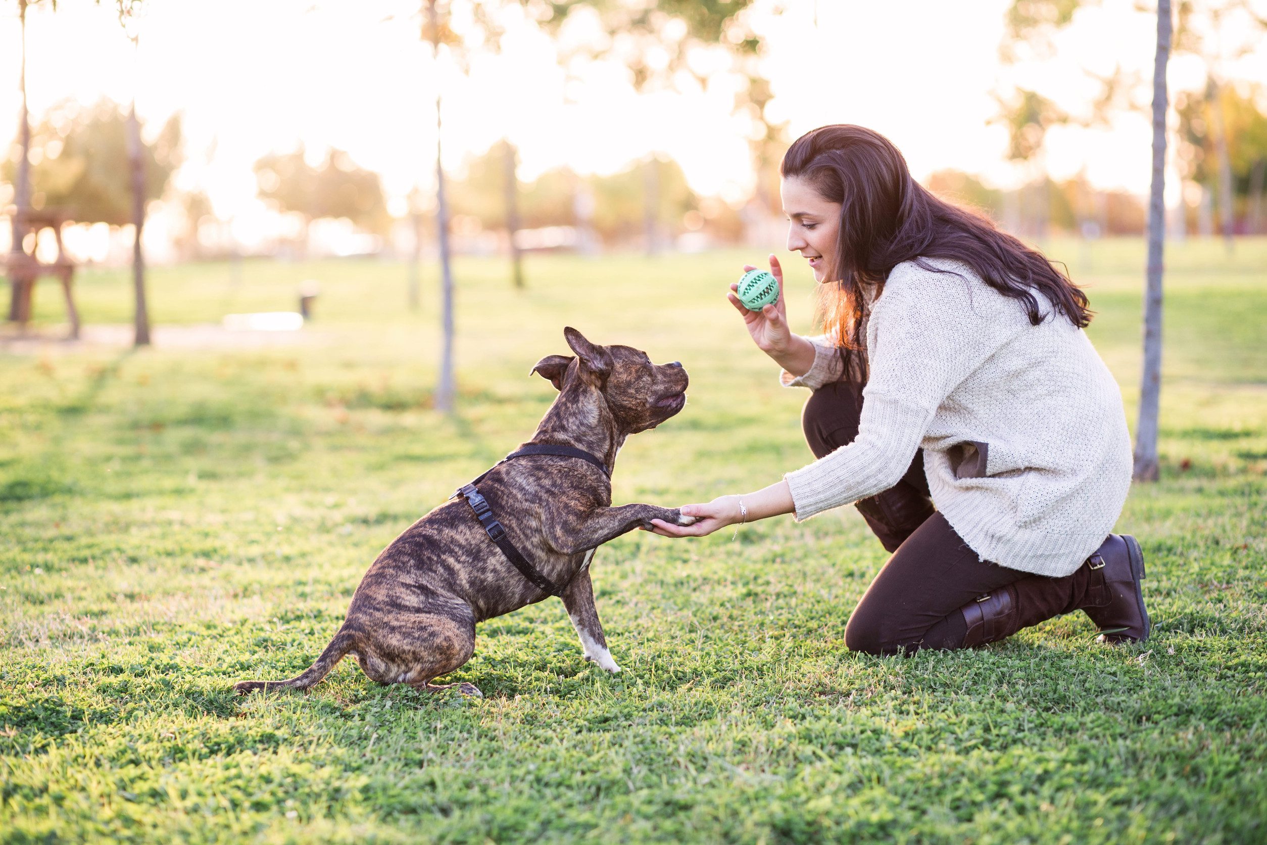 cheerful woman and dog shaking hand and paw outdoors in a park on a sunny day
