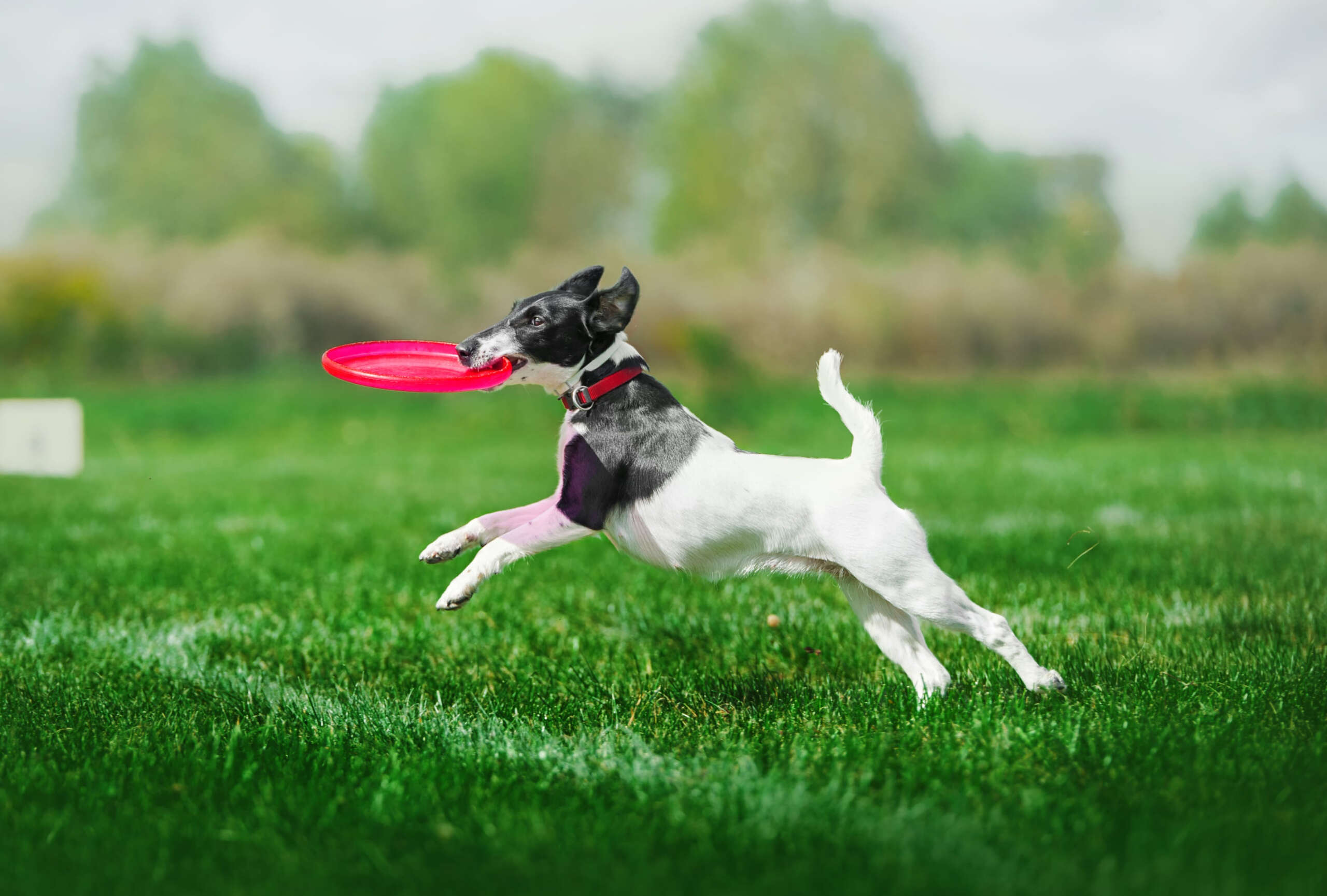 An adorable toy fox terrier snatches a frisbee from the air.