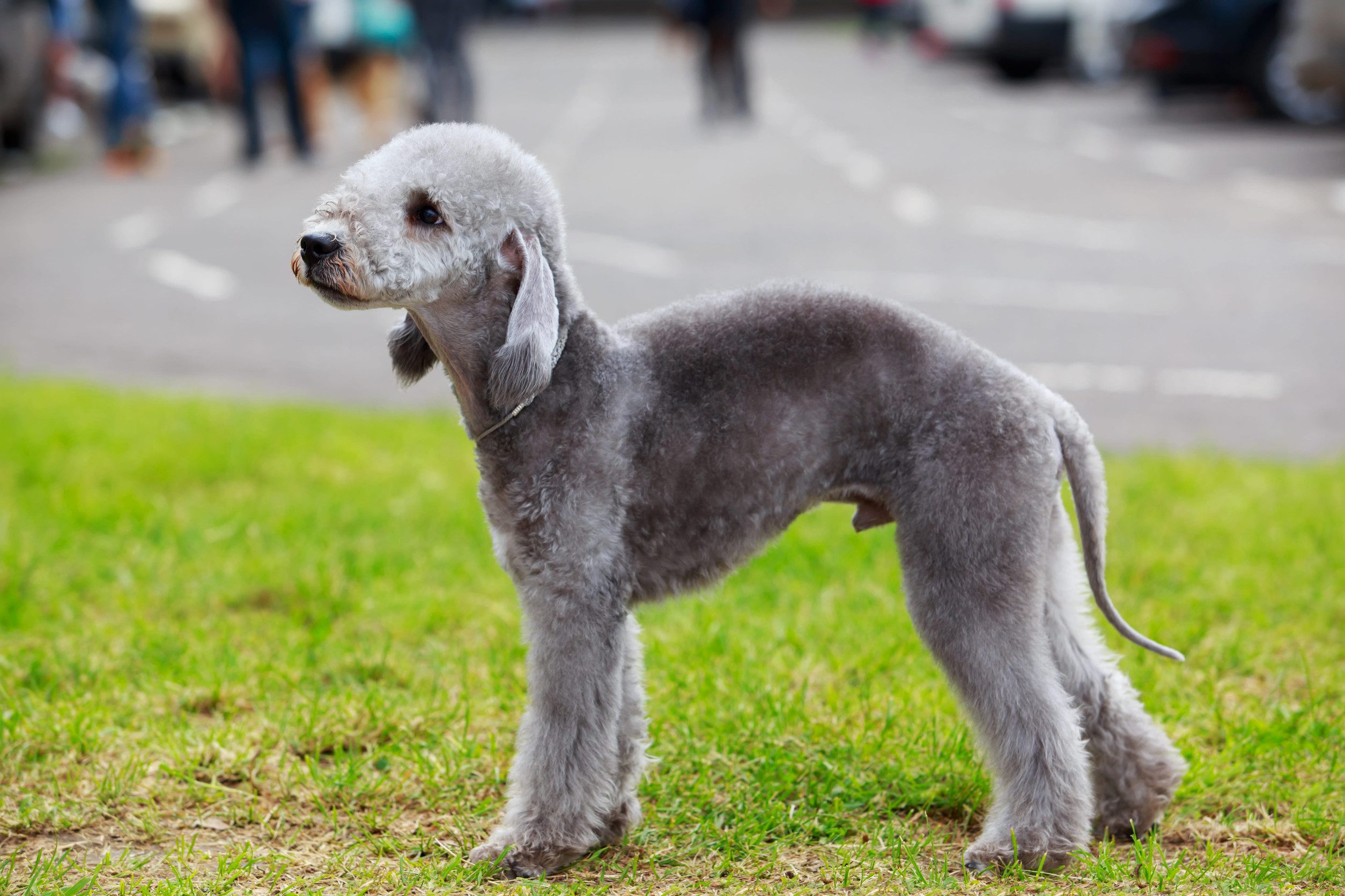 A Bedlington terrier walking in a park.