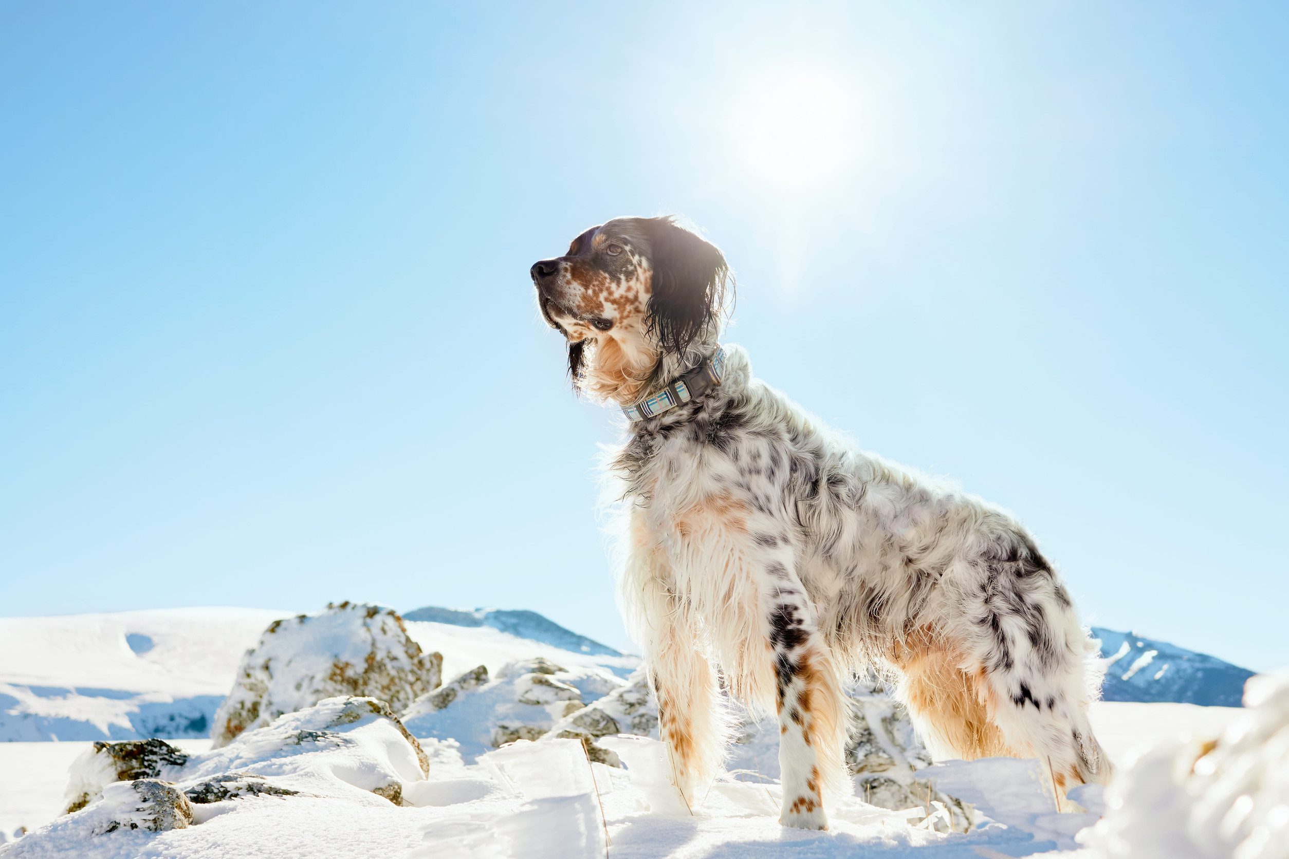 A beautiful English setter standing on a snowy mountain under the sun, looking ahead confidently.