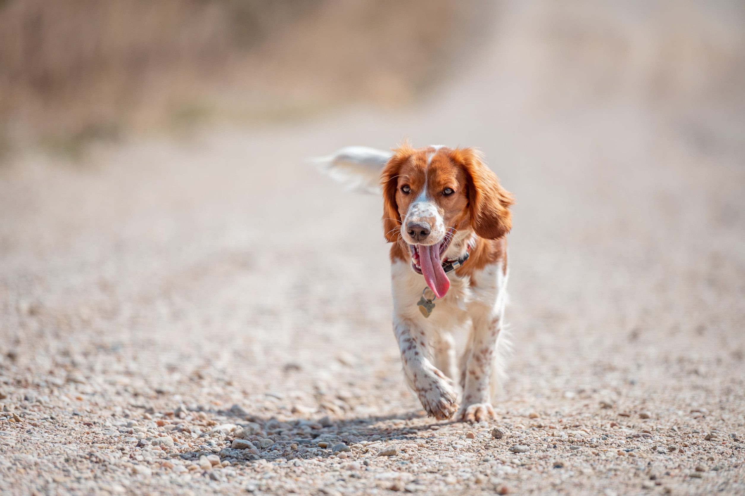 An adult Welsh springer spaniel walking on a sunny day.
